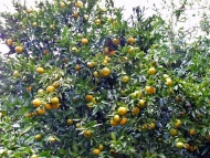As árbores: o mandarineiro